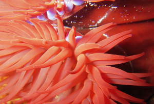 vue d'une anémone sur l'estran