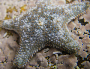 Astérine sur algues encroûtantes
