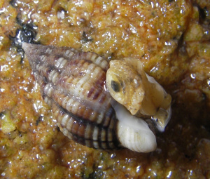 Nasse réticulée et son pied apparent