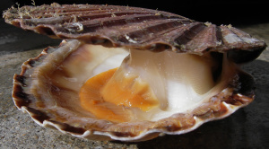 Coquille saint Jacques