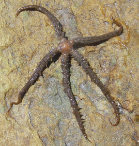 ophiure sur l'estran