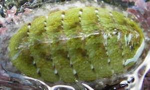 chiton sur l'estran